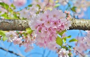 pink spring cherry flowers on a blurred background