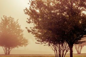 autumn trees in the park in the fog