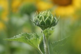 sunflower Bud