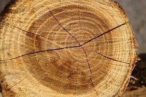 wood tribe macro