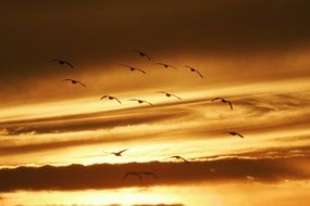 flock of seagull on a background of golden sunset