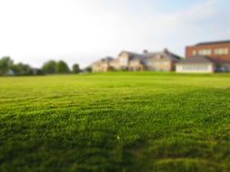 Beautiful, green and yellow lawn in a garden near the houses