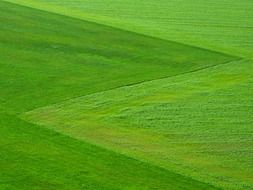 top view of green grass meadow