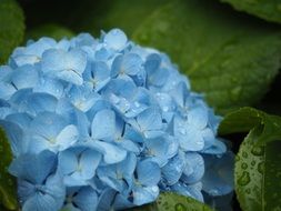 hydrangea plant in the early summer close-up