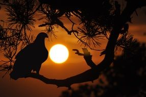 sunset bird shadow orange silhouette