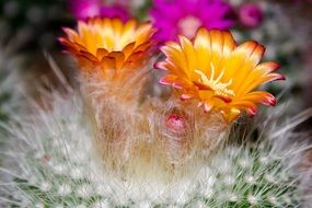 flowering cactus closeup on a blurred background