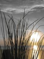 sunset black and white grass