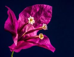 bougainvillea as a triple flower