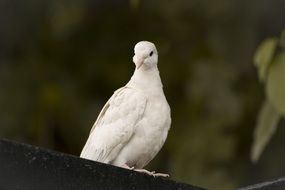 White pigeon bird in nature