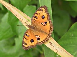 beautiful and delightful butterfly orange