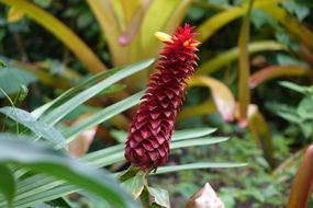 exotic ginger flower