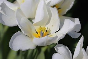 Close-up of beautiful and delicate white and yellow flowers