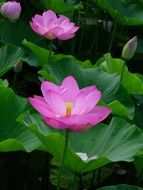 Pink lotus flowers in nature