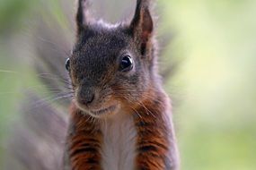 squirrel close up