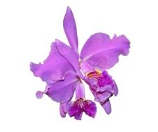 purple orchid flower at white background