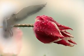 Red tulip with waterfall drops and bird