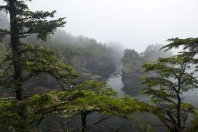 forest lake in the fog