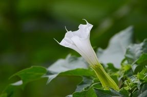 white flower datura close up