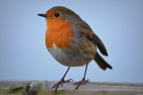 The American robin is a migratory songbird of the thrush family