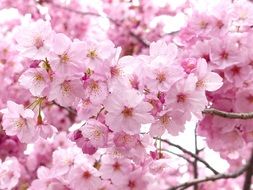 lush pink bloom of bright sakura