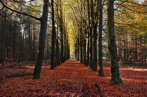 forest in autumn foliage on a sunny day