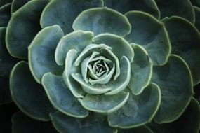close-up fleshy round plant