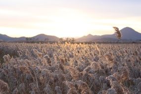 field autumn