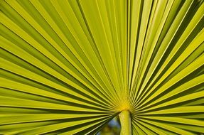 huge green symmetrical leaf