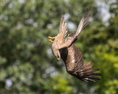 diving bird of prey