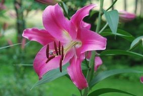 pink lily flower close-up