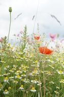 poppy flower on a wild meadow