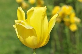 tulip flower