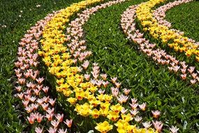 colorful tulips on garden bed