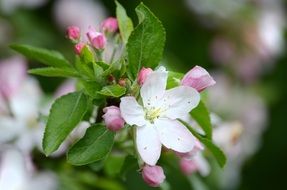 cherry blossom on a branch