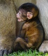 baby of barbary ape