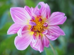 pink dahlia flower on a blurry green background