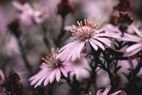 perennial asters in bloom