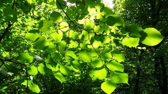 green young tree under the rays of the sun