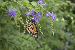 closeup view of monarch butterfly with orange wings on purple flower