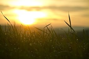 Sunset over green grass