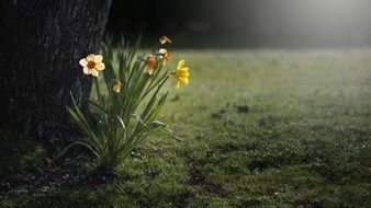 daffodils in sun lights
