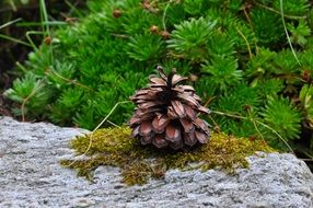 pine cone on stone