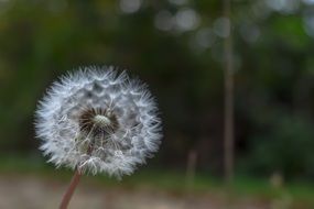 dandelion like a fluffy ball on a stalk