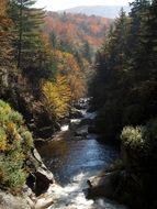 creek among autumn forest on a sunny day