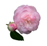 bud of camellia on white background