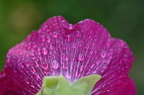 drops on a purple bell