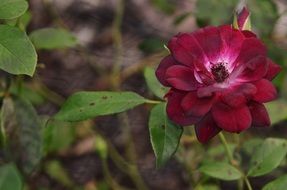 Beautiful red rose flowers with green leaves blossom in the garden in spring