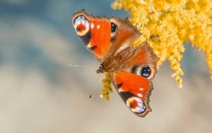 monarch butterfly on a branch with yellow flowers