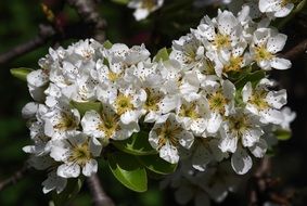 white flowering of a pear in the orchard