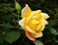 yellow garden rose close-up